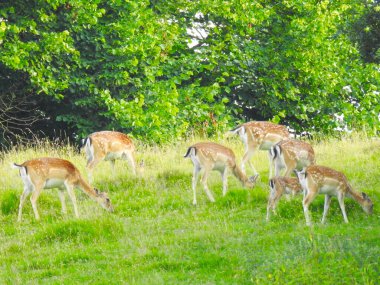 Ağaçların yanındaki eğimli çayırlarda bir geyik sürüsü.