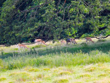 Ağaçların yanındaki eğimli çayırlarda bir geyik sürüsü.