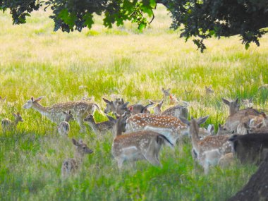 Parktaki çimlerin üzerinde bir geyik sürüsü