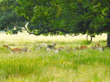 Parktaki çimlerin üzerinde bir geyik sürüsü