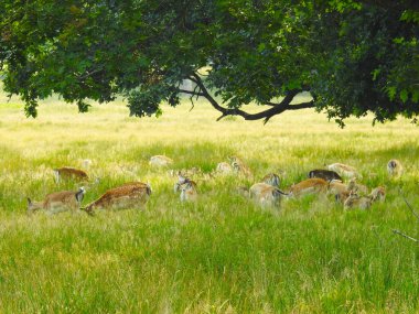 Parktaki çimlerin üzerinde bir geyik sürüsü