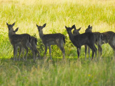Bir açıklıktaki roe geyiği kameraya bakıyor.