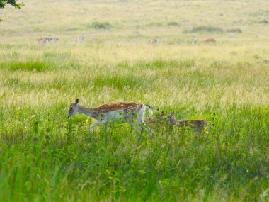 Çimenli çayırda birkaç geyik