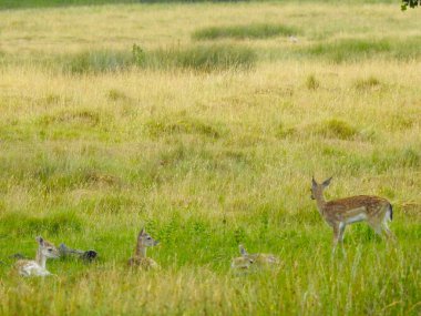 Birkaç geyik yeşil düzlükte dinleniyor.