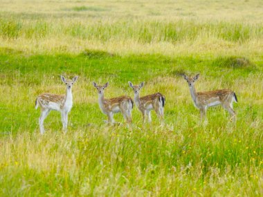 Açıklıktaki dört genç geyik kameraya bakıyor.