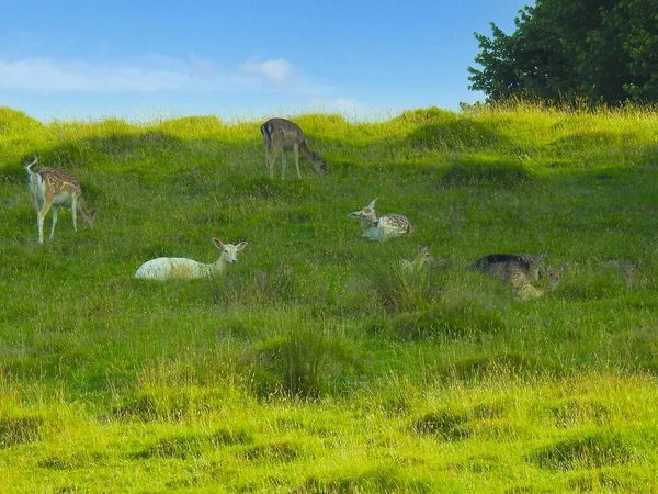 Parktaki çimlerin üzerinde bir çift geyik