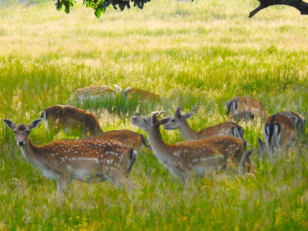 Parktaki çimlerin üzerinde bir geyik sürüsü