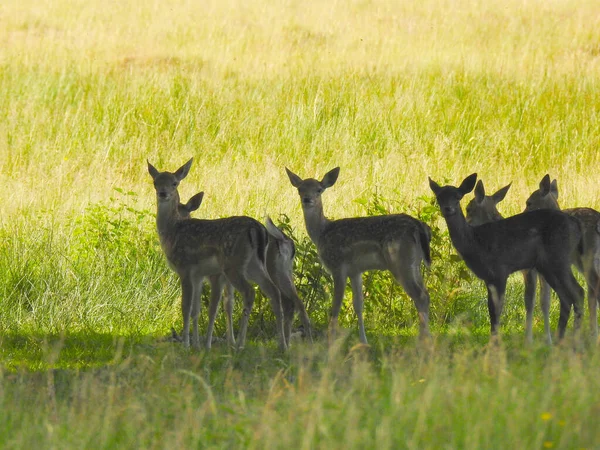 Bir açıklıktaki roe geyiği kameraya bakıyor.