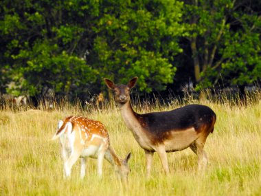 Açıklıkta iki geyik, biri kameraya bakıyor.