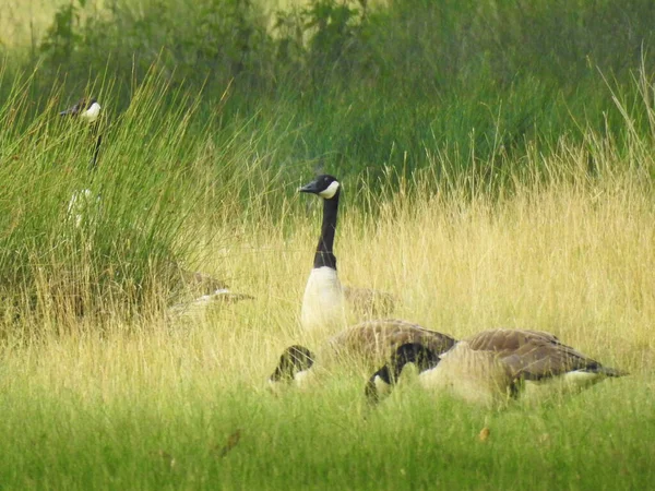 Parktaki çimlerde Amerikan kazları 