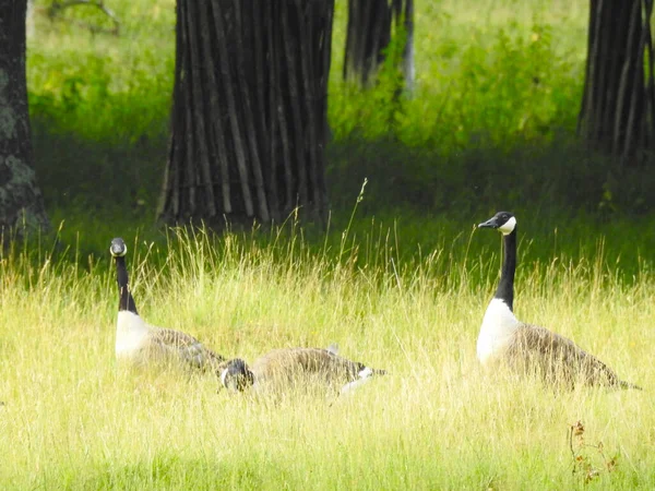 Bir grup Amerikan kazları ağaçların yanında