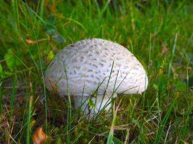 Yeşil çimlerin üzerinde beyaz yuvarlak mantar