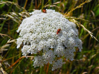 Kırmızı böcekli büyük beyaz çiçek başı.
