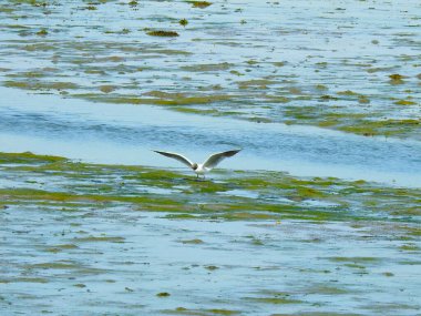 Su çekildikten sonra martı karaya oturdu.