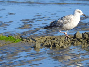Kumsaldaki ıslak bir kumsalda martı.