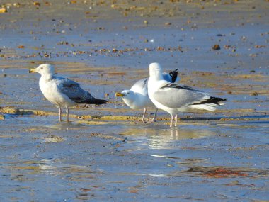 Güneşin altında ıslak bir sahilde üç martı.