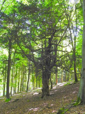 Ormandaki ağaçlar eğimli zeminde