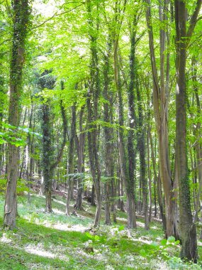 Ormandaki ağaçlar eğimli zeminde