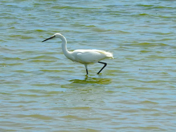 Witte Reiger Loopt Ondiep Water — Stockfoto