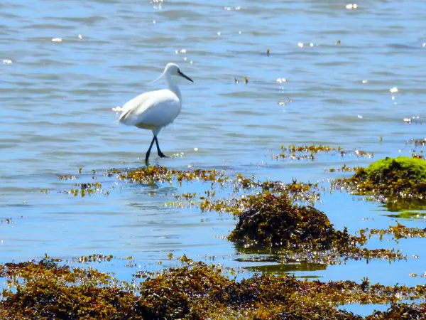 Witte Reiger Loopt Ondiep Water — Stockfoto