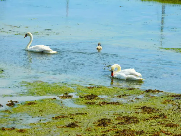 Eine Kleine Schwanenfamilie Auf Dem Wasser — Stockfoto