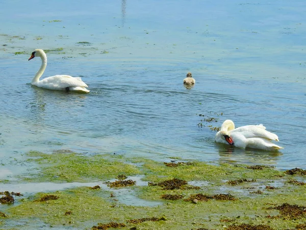 Eine Kleine Schwanenfamilie Auf Dem Wasser — Stockfoto