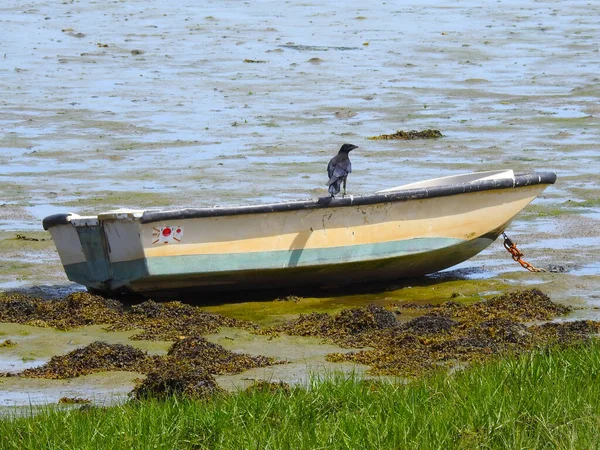 Een Zwarte Vogel Een Kleine Boot Die Aan Grond Ligt — Stockfoto