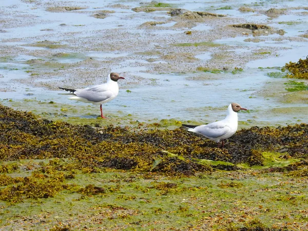 Möwen Stranden Nachdem Das Wasser Verschwunden Ist — Stockfoto