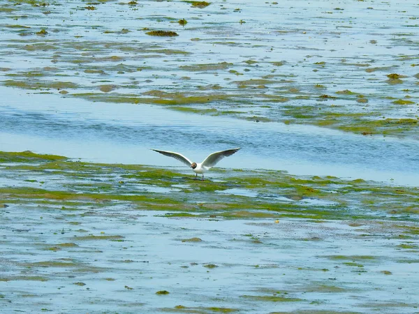 Möwe Auf Grund Gelaufen Nachdem Das Wasser Verschwunden Ist — Stockfoto