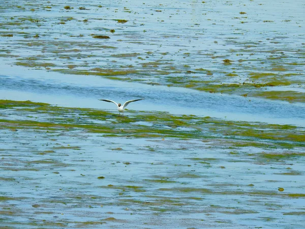 Möwe Auf Grund Gelaufen Nachdem Das Wasser Verschwunden Ist — Stockfoto