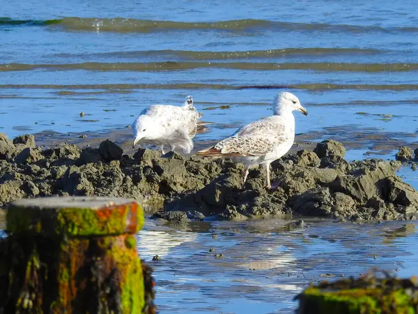 Gaivotas Uma Praia Molhada Areia Escavada — Fotografia de Stock