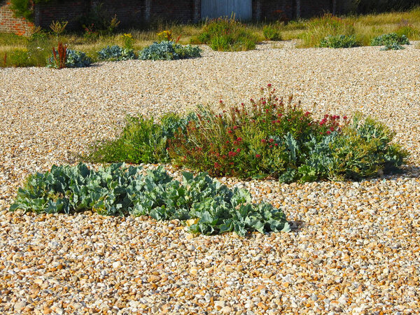 Different vegetation on the stones by the sea beach