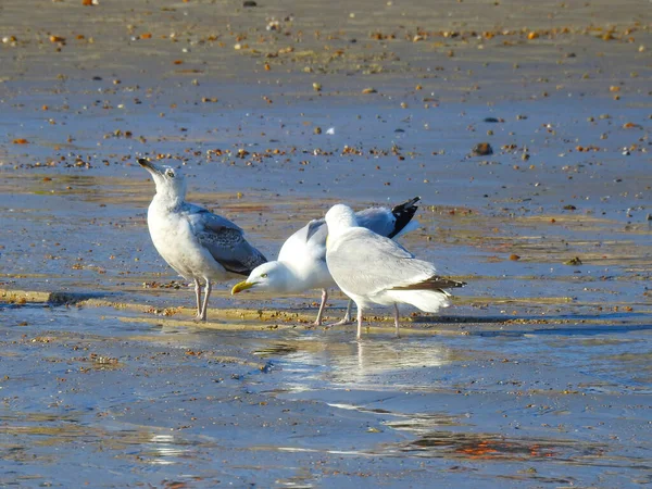 Tre Måsar Blöt Strand Solen — Stockfoto