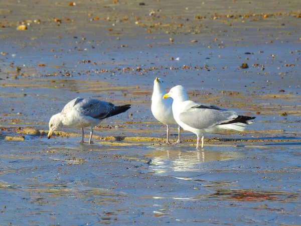 Três Gaivotas Uma Praia Molhada Sol — Fotografia de Stock