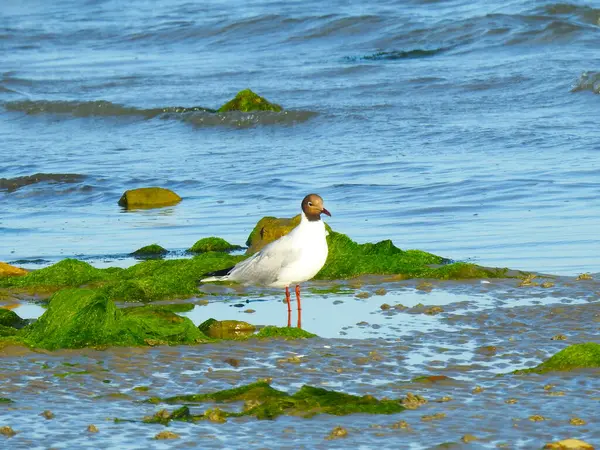 海滩上的海鸥 石头和绿色海藻 — 图库照片