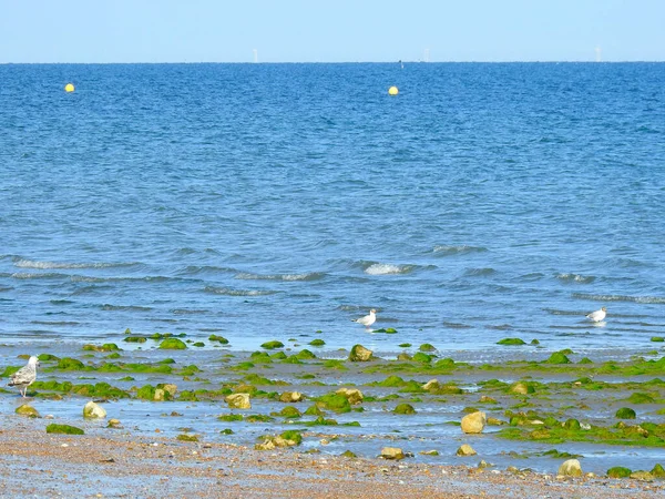 Gabbiani Una Spiaggia Mare Con Sassi Alghe Verdi — Foto Stock