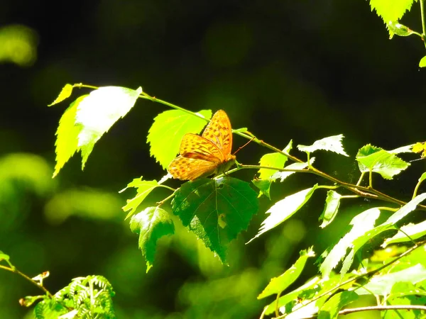 Güneşin altında yapraklı ince bir dal üzerinde kelebek.