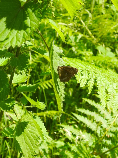 Brun Fjäril Grön Nässla Löv Solen — Stockfoto