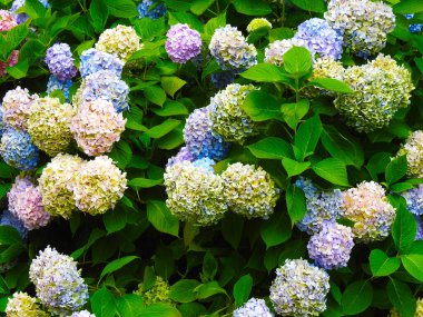 Büyük bir çalılıkta çok renkli büyük çiçekler.