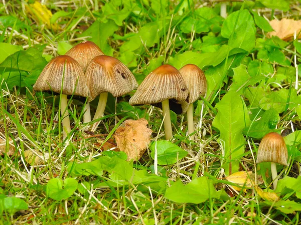 Varios Hongos Pequeños Que Asemejan Paraguas —  Fotos de Stock