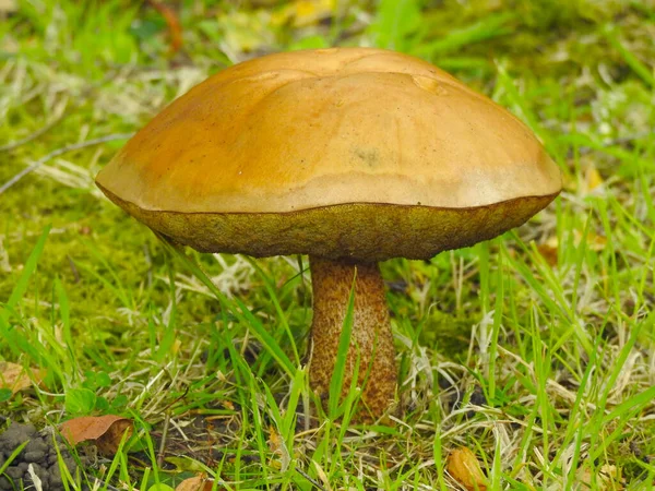 Çimlerin üzerinde büyük açık kahverengi bir mantar