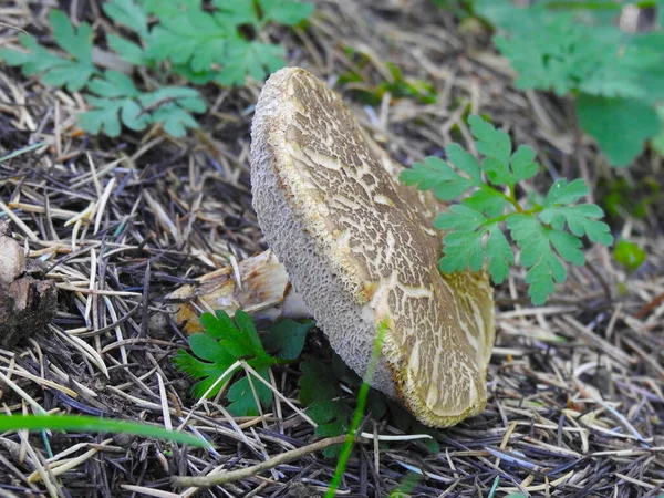Kurumuş kahverengi bir mantar.