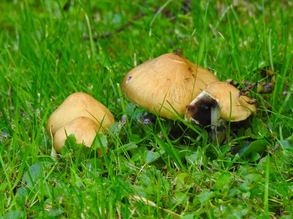 Algunas Setas Bajas Brillantes Hierba Verde —  Fotos de Stock