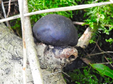 Kütüğün üzerinde büyük siyah yuvarlak mantar.