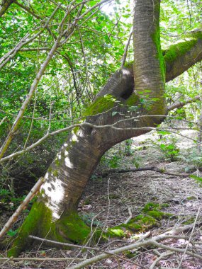 Çapraz parmağa benzeyen bir ağaç
