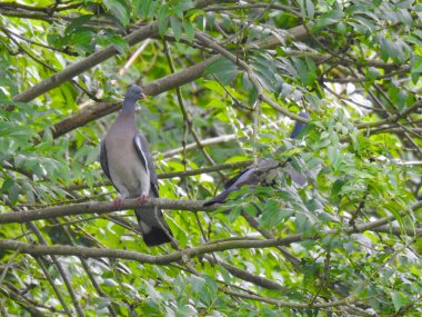 Yeşil yapraklı ağaç dalındaki güvercinler.
