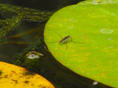 Büyük yeşil bir yaprağın üzerinde bir su kaydıraç