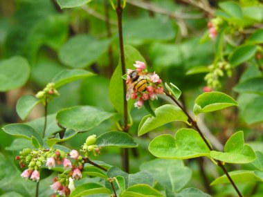 Tomurcukların yanında yabanarısı ve yeşil yapraklı sapında çiçekler.
