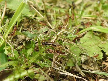 Karıncalar yeşil zeminde yürür