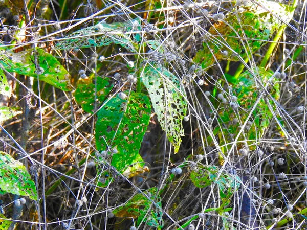 长有孔的一丛丛植物和树叶 — 图库照片